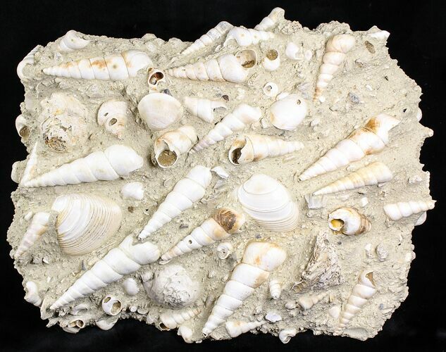 Fossil Gastropod (Haustator) Cluster - Damery, France #22044